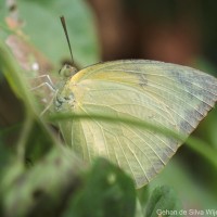 Catopsilia pomona Fabricius, 1775